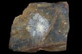 Fossil Winged Walnut (Juglandaceae) Fruit - North Dakota #96802-1